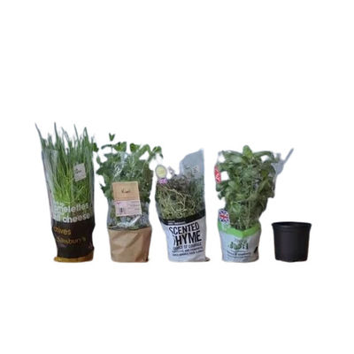 Impression personnalisée de films BOPP transparents pour emballage de fleurs et de plantes